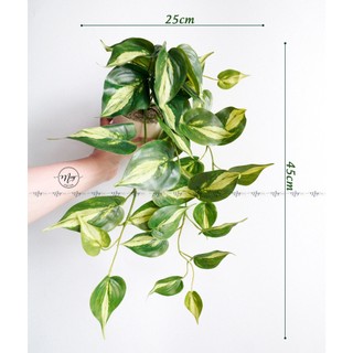  Cây giả Chậu cây dây leo Trầu Bà cao cấp 45cm 