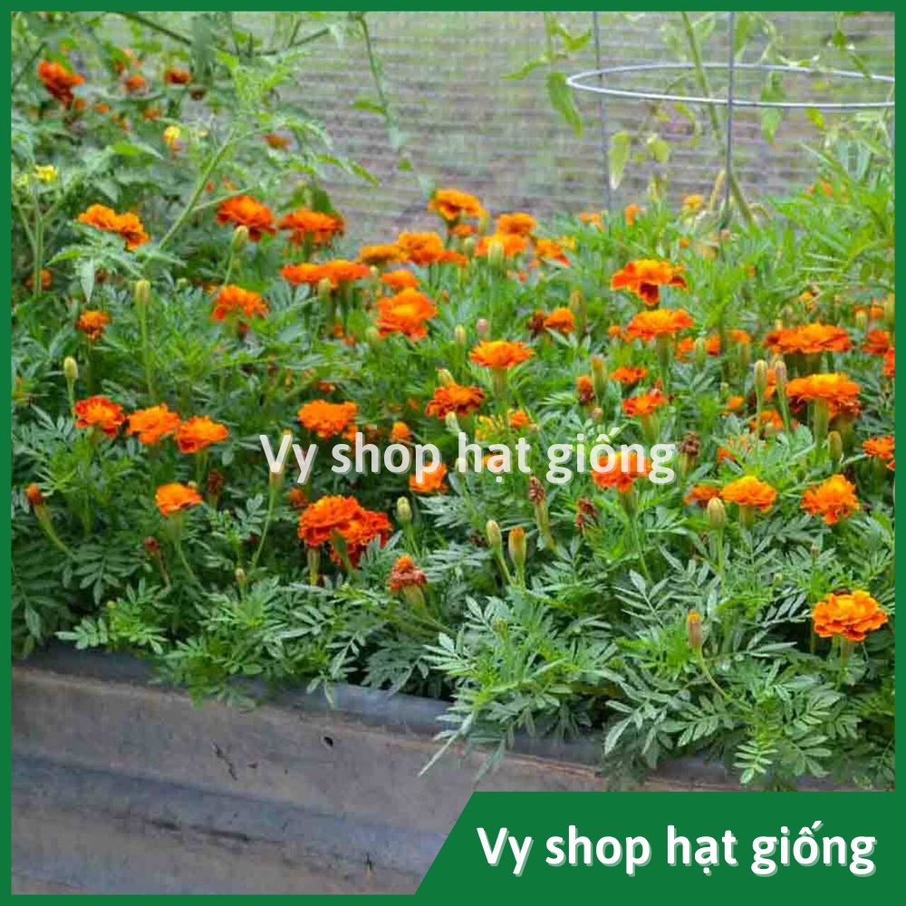 100 hạt giống cúc vạn thọ pháp