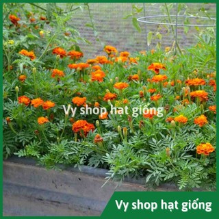 100 hạt giống cúc vạn thọ pháp