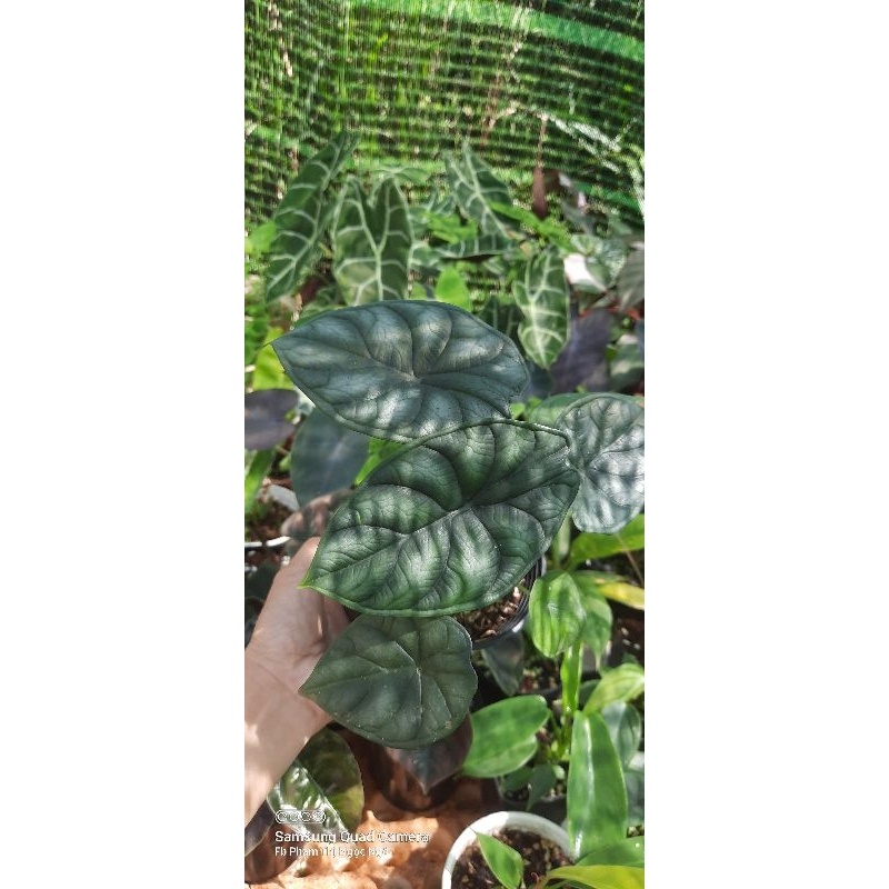 Alocasia dragon scale