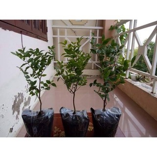 Cây nho thân gỗ tứ quý
