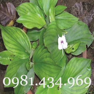 Củ địa liền 01kg đẹp