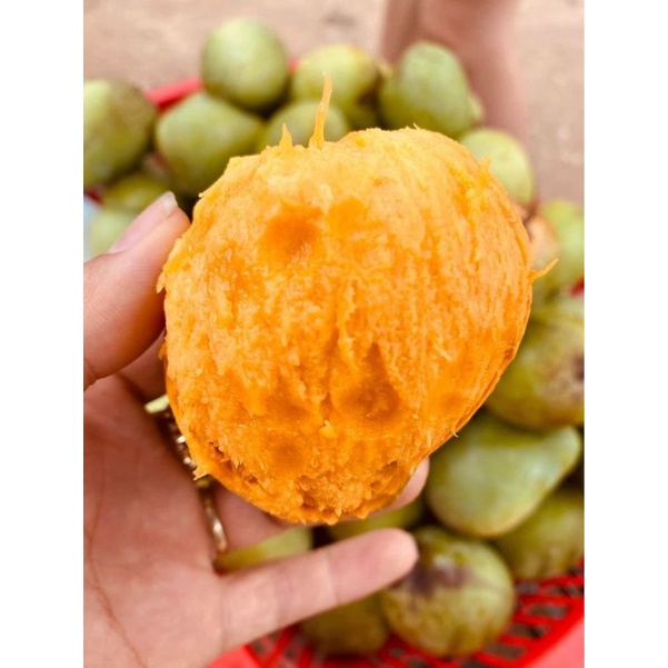 Cây giống xoài tròn yên châu - xoài trứng