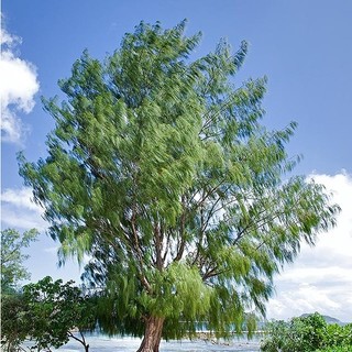 cây phi lao cảnh giống