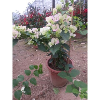 Hoa giấy Sakura