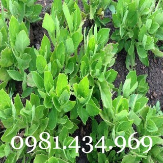 Cây kim thất tai tốt cho hô hấp, tiêu hóa 04cây tốt