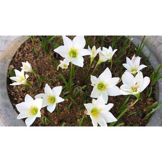 20 CỦ HUỆ MƯA MIX MÀU- CỦ SIZE TO