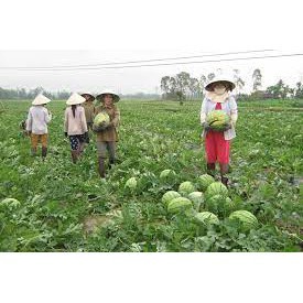 10 Hạt giống dưa hấu không hạt ( dưa hấu mặt cười khổng lồ - dưa hấu mặt cười)
