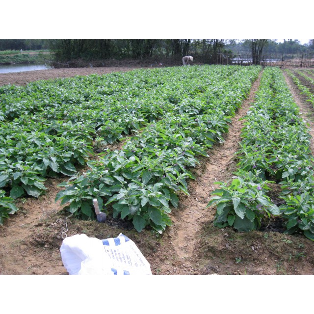 (HCMC) super crunchy white eggplant seed with high productivity (1 gram pack)-shallow yellow product