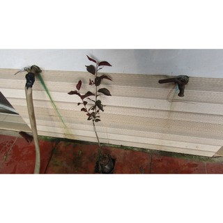 Mận Úc tím 50-60 cm
