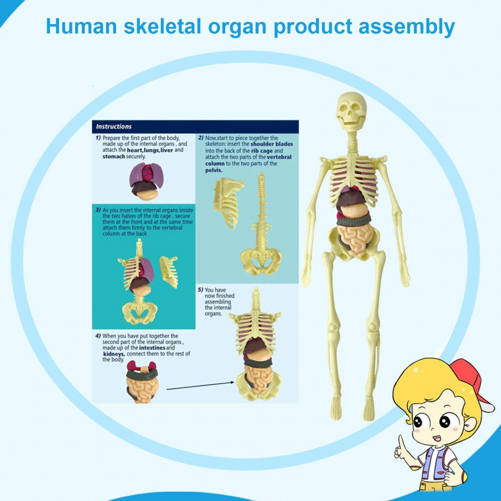HUMAN BODY MODEL 28CM ANATOMY DISPLAY ORGAN ASSEMBLY HUMAN SKELETON SET SCIENCE SAINS MODEL