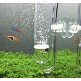 Cốc sủi CO2 thuỷ tinh siêu mịn - cốc sủi thuỷ tinh