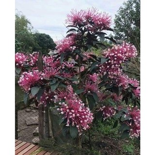 Cây Giống Hoa Thiên Phúc - cây giống nhỏ