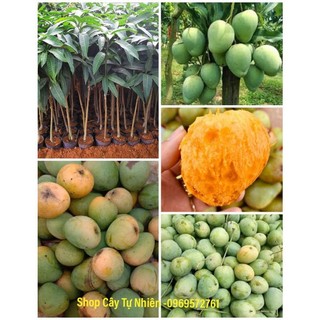 Cây xoài tròn yên châu - xoài trứng