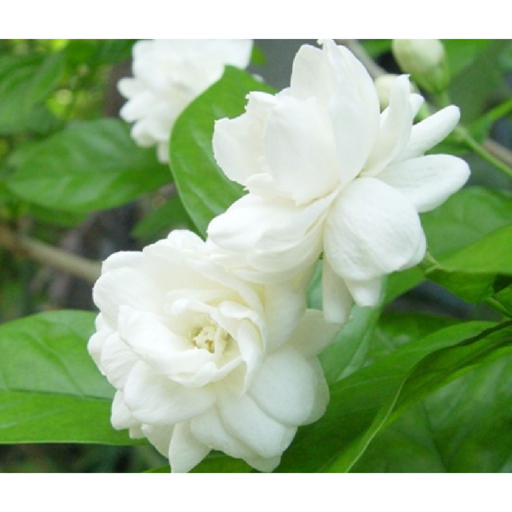 Hạt Giống Hoa Nhài -