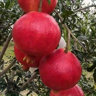 Cây Giống Lựu PeRu ( chuẩn giống) (được kiểm tra hàng có bảo hành)