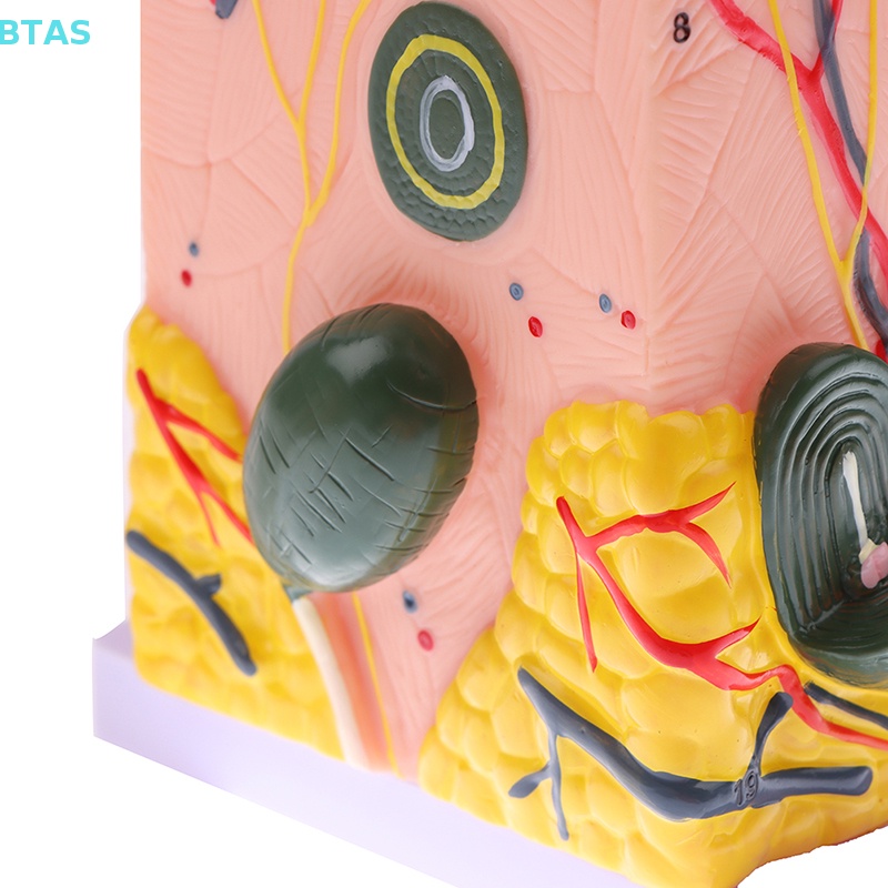 Mô Hình Cấu Trúc Da Giải Phẫu Cơ Thể Người 35 / 50 Giờ