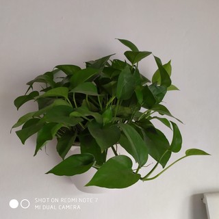 CÂY TRẦU BÀ LEO CỘT (cây khỏe đẹp có bảo hành) (chi lăng shop 47 )