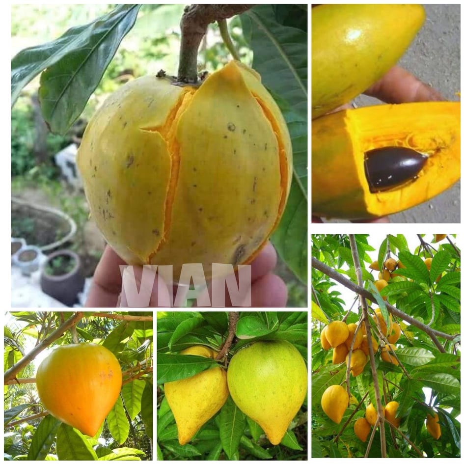 2 cây giống lekima DFGDFG (phuongboutique47)