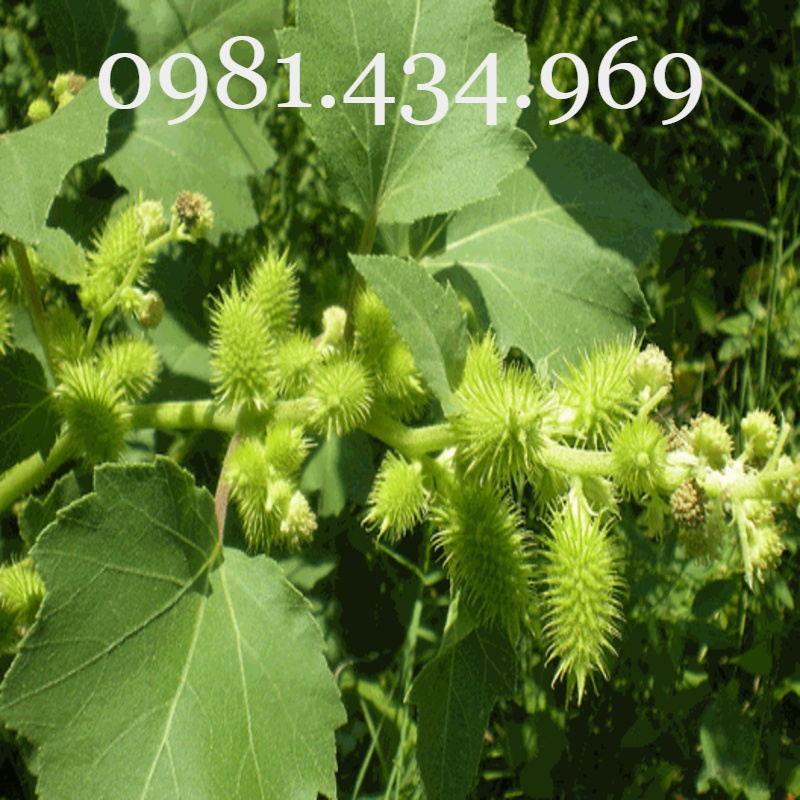 Cây Ké Đầu Ngựa Khô 01KG  Sạch Đẹp