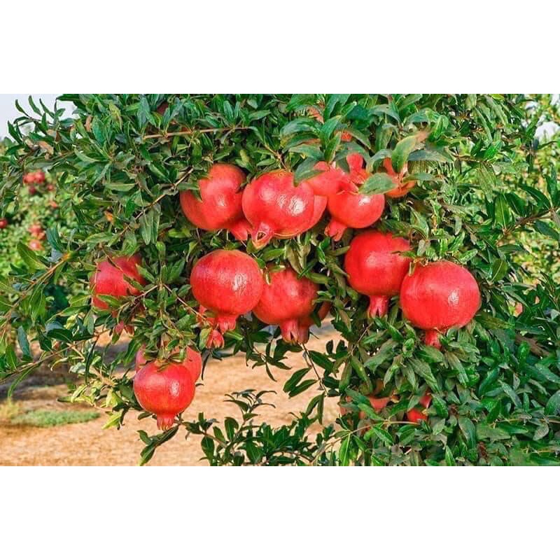 CÂY GIỐNG LỰU ĐỎ ẤN ĐỘ (cây giống quỳnh anh)