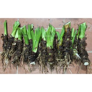 ráy voi làm cảnh (củ giống đẹp)