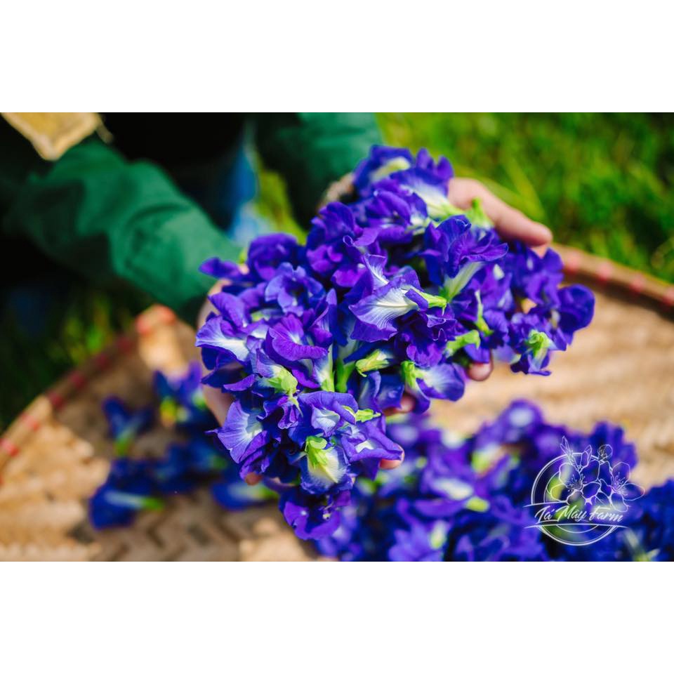 Trà hoa đậu biếc - Lá Mây Farm