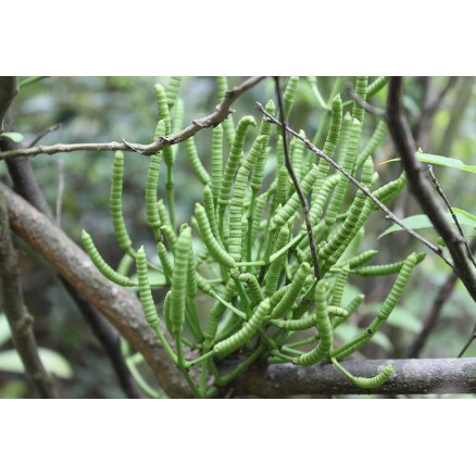 Cây dây gắm khô 1kg