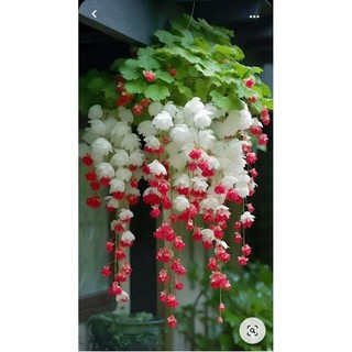 Hạt giống hoa chuông gió(1 gói 200h đủ màu)