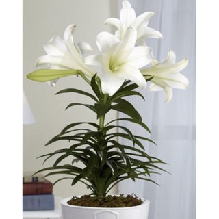 củ ly lùn trồng 20 ngày có hoa (có 7 màu)
