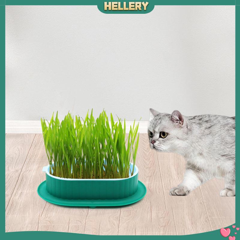 Khay Gieo Hạt Tiện Dụng Cho Nhà Kính