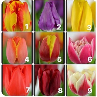 Củ hoa tulip được chọn màu