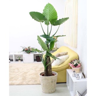 ráy voi làm cảnh (củ giống đẹp)