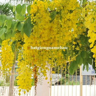 40h - hạt giống hoa muồng hoàng yến osaka vàng