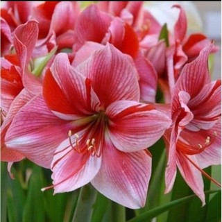 Củ hoa huệ tây cánh kép củ siêu to khỏe mạnh đủ màu