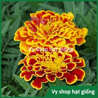 100 hạt giống cúc vạn thọ pháp