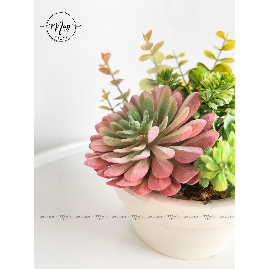 Chậu cây giả, Chậu Sen Quan Âm Hồng Mix sen đá trang trí