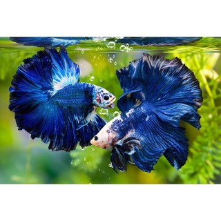 Bể cá betta mini 2 ngăn tháo lắp - Hồ cá betta