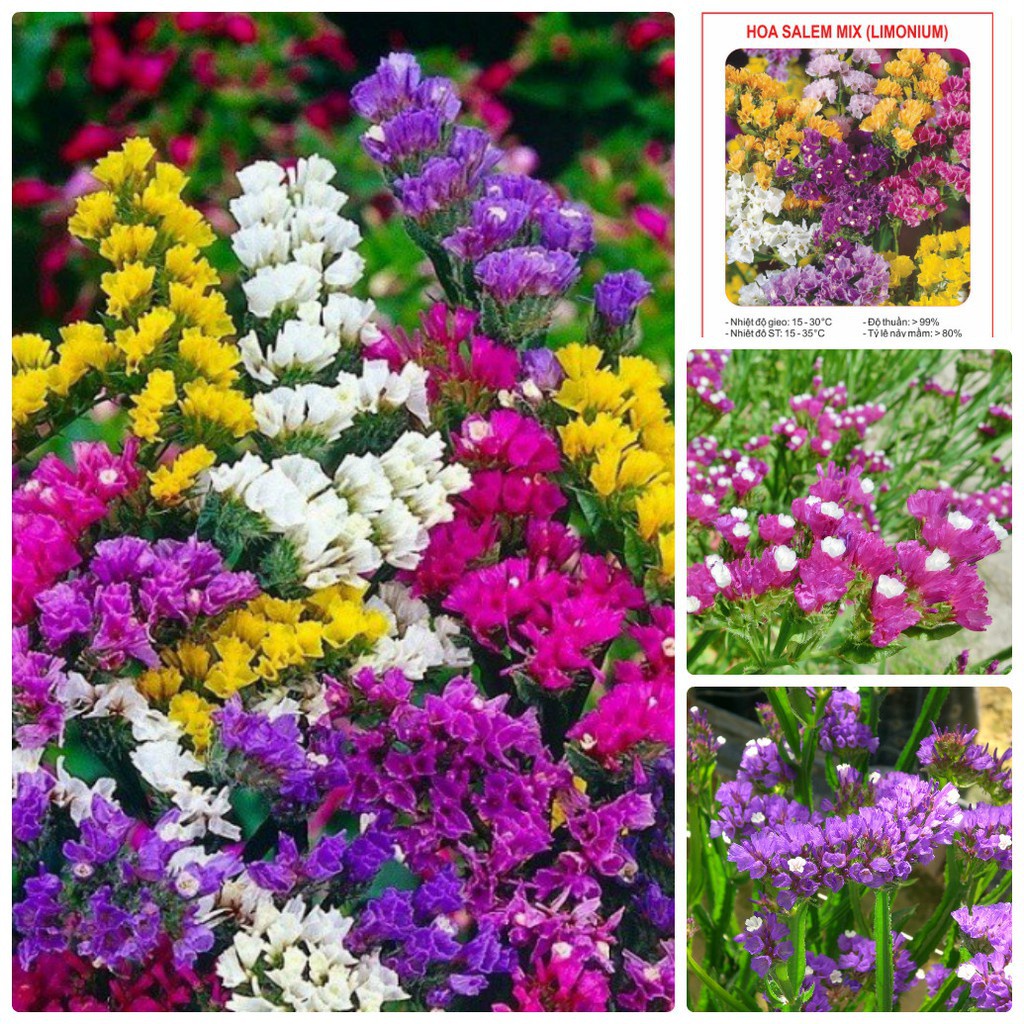 HẠT GIỐNG HOA SALEM ( LIMONIUM ) - TỶ LỆ NẢY MẦM CAO VÀ ĐỒNG ĐỀU