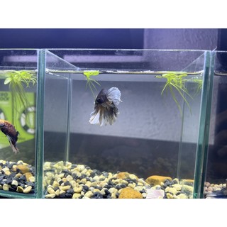 Bể cá mini Betta nhỏ xinh để bàn 18x12x15cm - dán giấu keo siêu đẹp.