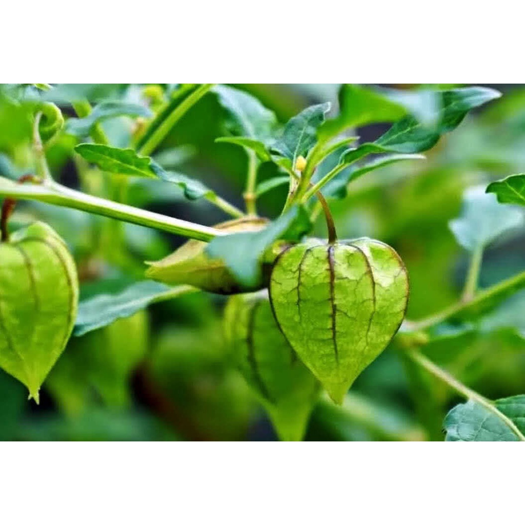 Cây thù lù khô 1kg