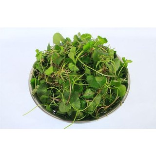 HẠT GIỐNG RAU MÁ (1gr)