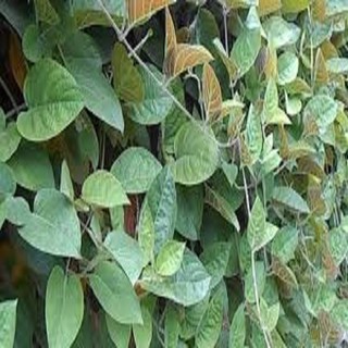 CHẬU CÂY GIỐNG CÂY LÁ MƠ LÔNG TÍM (MƠ LÔNG TAM THỂ LÁ MÀU TÍM)