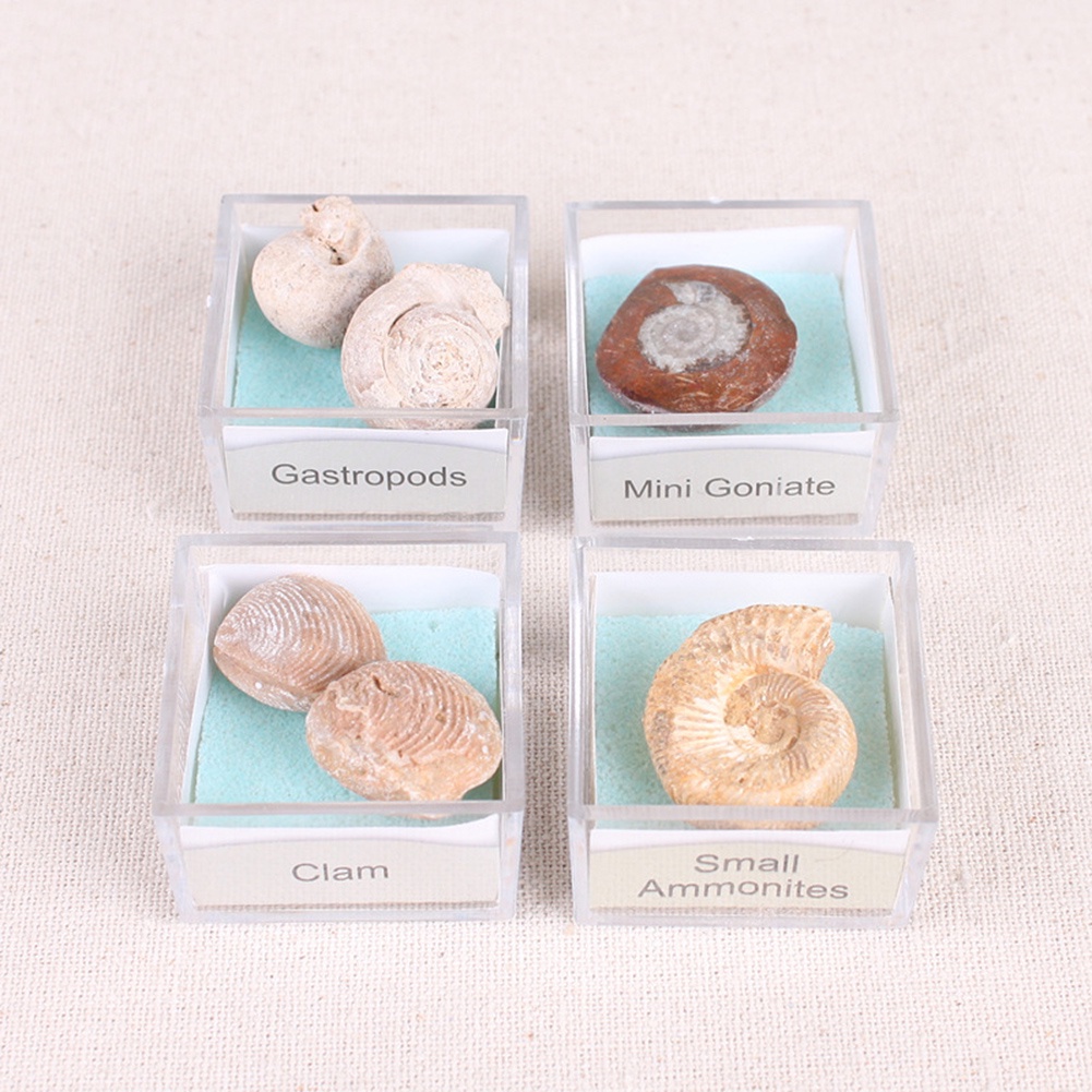 Đá Hóa Thạch Cá Mập Ammonite