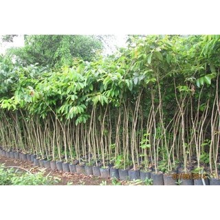 Cây Hoa Bằng lăng tím - cây giống lớn