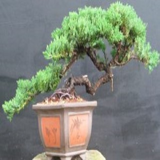 Cây tùng xà bonsai - cây trong chậu nilon đen