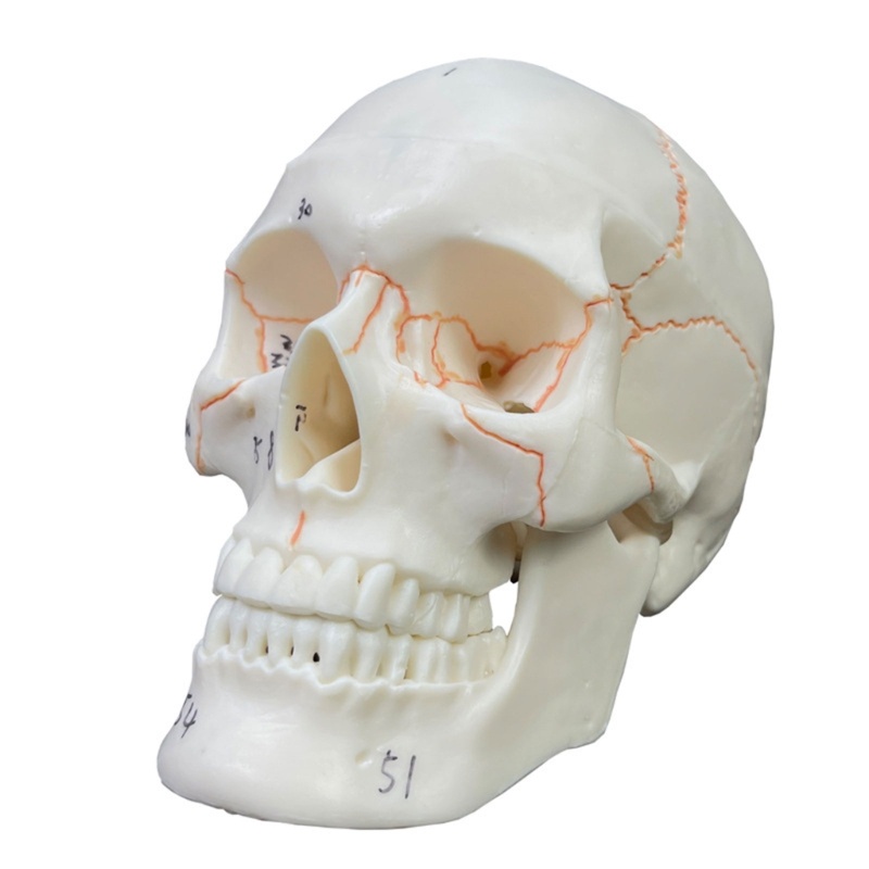 Mô Hình Đầu Lâu Người Vẽ Số 54 Nhãn Hiệu