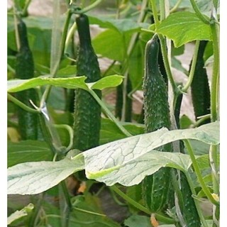 Hạt Giống Dưa Chuột (Dưa Leo) NHẬT - 1gr