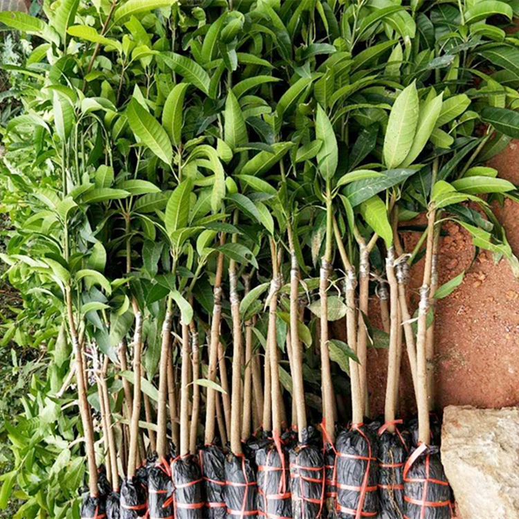 Cây giống xoài tròn yên châu - xoài trứng