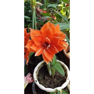 (GIÁ SỈ) Củ Hoa Huệ Kép